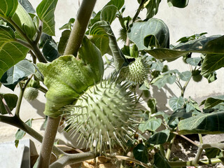 a species of Datura, commonly known as Thorn Apple or Jimsonweed. The specific species is likely Datura stramonium.