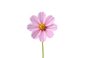 A single delicate pink cosmos flower with a yellow center and green stem, isolated on a pure white background.