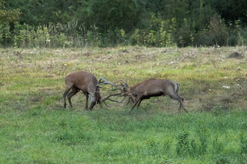The fight of large deer in the natural habitat	