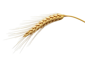 Golden wheat ear isolated on transparent background