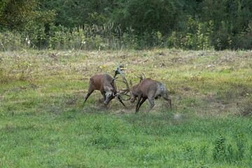 The fight of large deer in the natural habitat	
