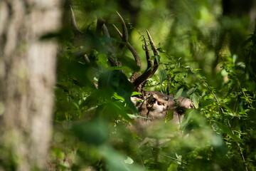 Red deer with big antlers in mating season	