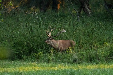 Red deer with big antlers in mating season	
