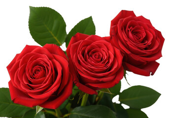 Fototapeta premium Three red roses with green leaves isolated on transparent background
