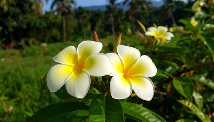 Naklejka premium Two beautiful plumeria flowers in a lush garden setting, showcasing delicate white petals with vibrant yellow centers.