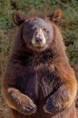 "Curious Black Bear"