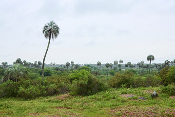 Obraz premium Tropical scenery in El Palmar National Park, Entre Rios, Argentina, a protected area where the endemic Butia yatay palm tree is found. Concepts: ecotourism, protection of ecosystems and their species