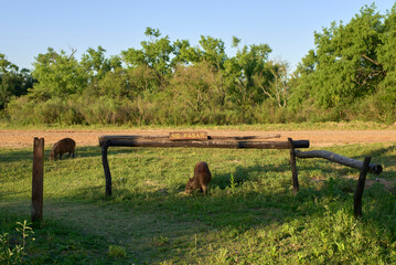 Capybaras, hydrochoerus hydrochaeris, and a No Trespassing sign. Concept: protection of fauna and respect for its spaces in protected natural areas. El Palmar National Park, Entre Rios, Argentina.