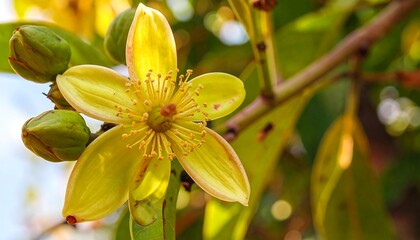 A vibrant yellow flower with delicate details stands out against a blurred green background.