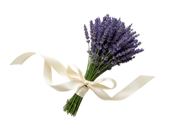 A bunch of lavender flowers tied with a cream-colored ribbon on a white background.