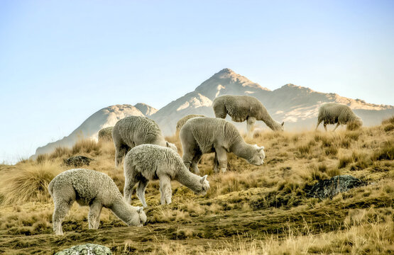 Grupo de alpacas pastando en las alturas de Puno, Perú, con un paisaje andino de montañas al fondo y luz natural al amanecer. Imagen representativa de la fauna y cultura de los Andes peruanos.