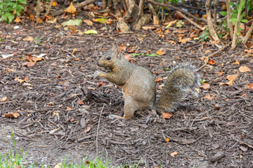 Wild squirrel eating in natural woodland habitat. Wildlife photo of a squirrel standing upright on the forest floor, holding a nut in its paws with autumn leaves around.