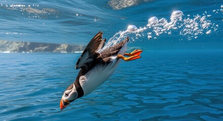 Underwater acrobatics of a puffin with striking colors diving through the clear ocean waters