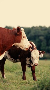 hereford beef cow licking her calf in the pasture