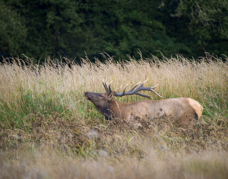 Bull Elk standing alone