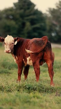 hereford calf standing in pasture looking back