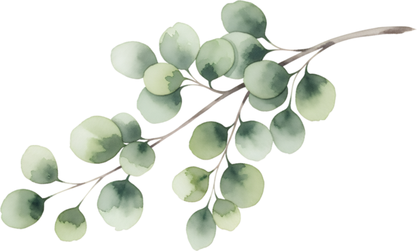 Delicate watercolor painting of a eucalyptus branch with round soft green leaves on a dark background rendered with subtle washes and blending natural