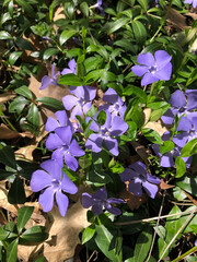 A vibrant, natural close-up image of a cluster of Periwinkle flowers (Vinca minor), a creeping ground cover. 