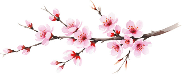 Fototapeta premium Delicate pink cherry blossoms bloom on a brown branch with dark red buds rendered in watercolor style on a transparent background pink flower sakura floral