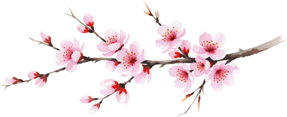 Delicate pink cherry blossoms bloom on a brown branch with dark red buds rendered in watercolor style on a transparent background pink flower sakura floral