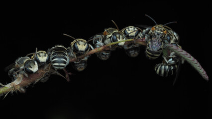 Bee resting on the branch