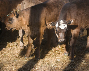 Herder guiding cattle on a sunny rural farm in the afternoon