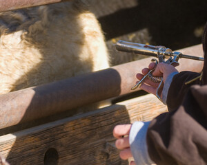 Cattle herding and vaccination process on a sunny ranch day