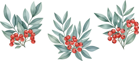 Watercolor illustrations of botanical branches featuring clusters of red berries and muted green leaves isolated on a transparent background nature flora