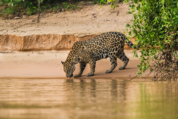 Jaguar in Mato Grosso forest environment,Pantanal,Brazil