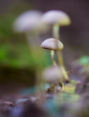 Fungus on the Calden Forest soil, La Pampa Province, Patagonia, Argentina.