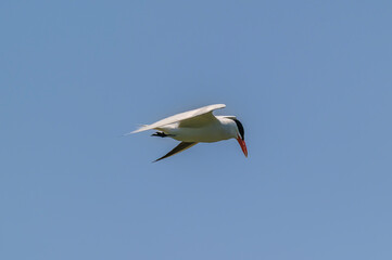 Caspian Tern Flying over Shiawassee National Wildlife Refuge, near Saginaw, Michigan.