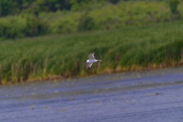 Naklejka premium Caspian Tern Flying over Shiawassee National Wildlife Refuge, near Saginaw, Michigan.