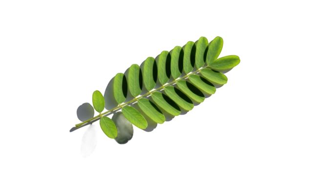 Vibrant Green Pinnate Leaf Branch Against a Striking Black Background