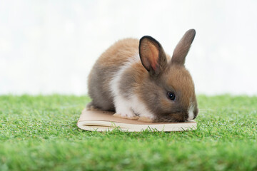 Adorable baby rabbit bunny standing on the book on green grass with light watching something over white background. Little furry bunny white brown rabbit with book on lawn. Easter animal bunny concept