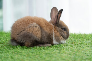 Fluffy curiosity rabbit bunny sitting green grass in spring summer background. Infant dwarf bunny brown white rabbit playful on lawn with white background. Cute animal furry pet concept.