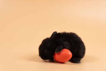 Newborn lovely black rabbit sitting with red paint easter eggs over isolated pastel background. Furry cute bunny playful egg while single on orange background. Easter holiday and baby bunny concept.