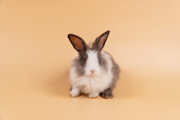 Adorable baby rabbit bunny looking at something while sitting over isolated pastel background with copy space.Cuddly furry rabbit white black bunny playful on yellow. Easter holiday animal pet concept