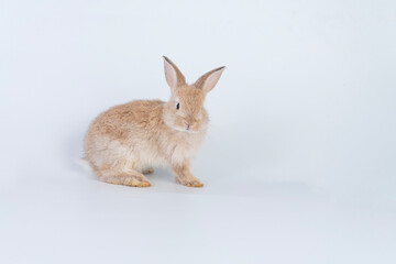 Adorable newborn baby rabbit bunnies looking at something sitting over isolated white background. Active little rabbit furry brown bunny playful on white background. Easter bunny animal pet concept.