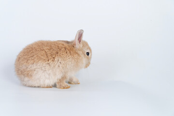 Cuddly rabbit fluffy bunny cleaning body paw sitting over isolated white background. Adorable little bunny brown tail rabbit furry clean body legs with copy space. Symbol festive easter exotic pet.