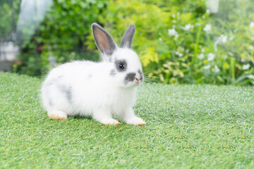 Fluffy rabbit easter bunny sitting green grass over spring summer background. Infant dwarf bunny black white rabbit playful on lawn with white background. Cute animal furry pet concept.