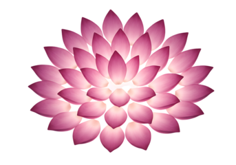 Pink lotus flower with many petals on a white background.