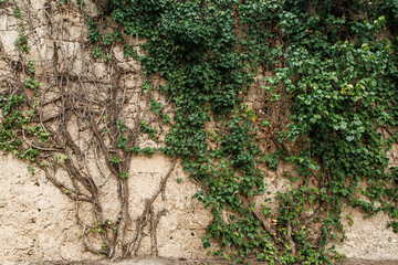 Pared piedra