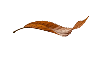 Abstract View of a Dry, Curved Brown Leaf on a Deep Black Background