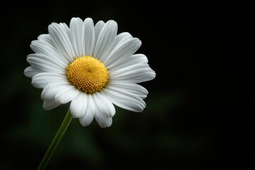 Fototapeta premium Striking White Daisy with Golden Center on Dark Background, Emphasizing Purity and Natural Beauty.
