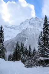 Snowy trail in a coniferous forest with mountains and cloudy sky