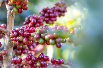 Coffee plant fruit red berry branch in eco coffee farm with fresh red and green coffee beans harvesting in mountain plantation, coffee beans trees agriculture and drinking beverages industry business.