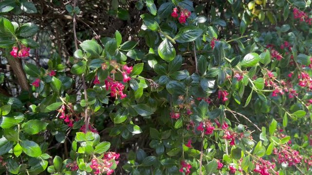 Escallonia rubra, called redclaws and red escallonia, is a species of flowering plant in the family Escalloniaceae. It is native to southern Chile