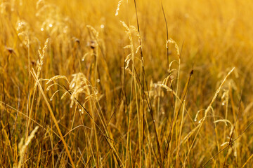 golden wheat field