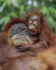 Mother and baby orangutan 