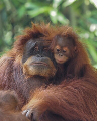 Mother and baby orangutan 
